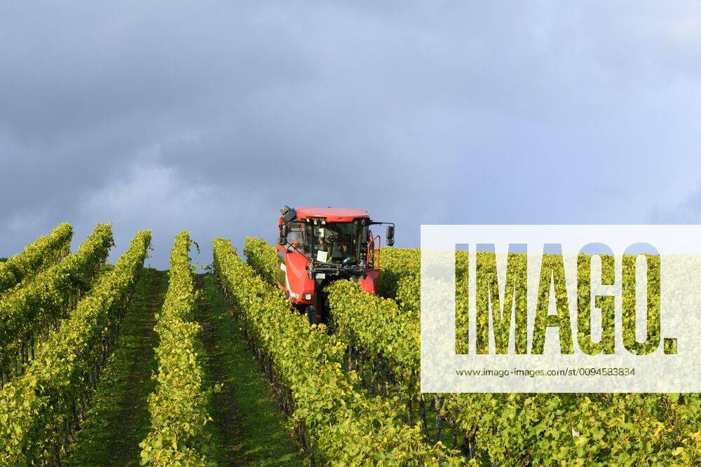 Grape harvester at the grape harvest, Baden Württemberg, Germany, Europe