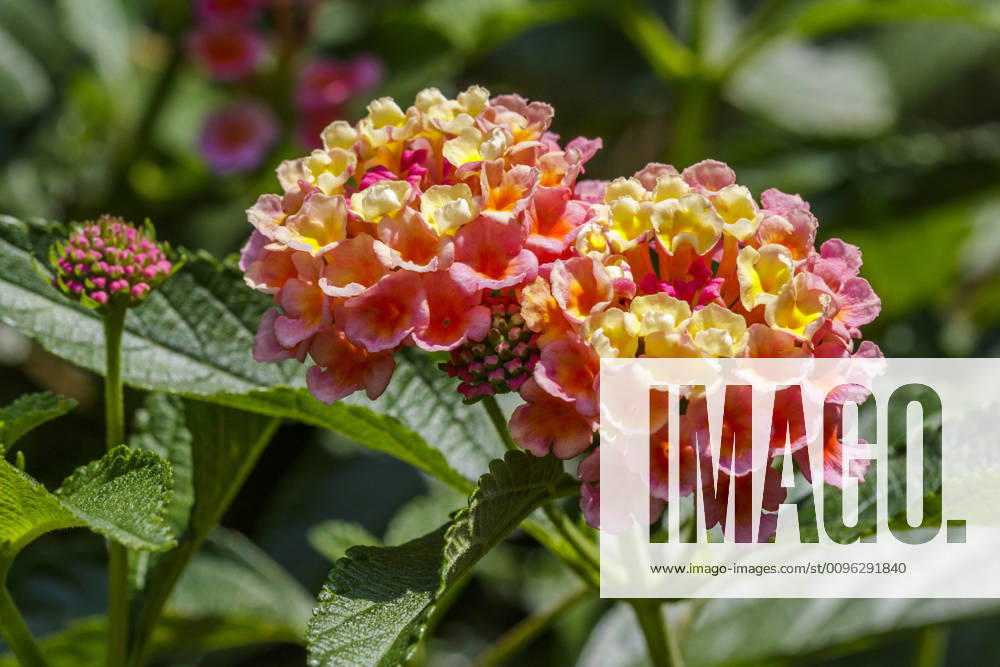 Lantana camara McPRMU McPRMU