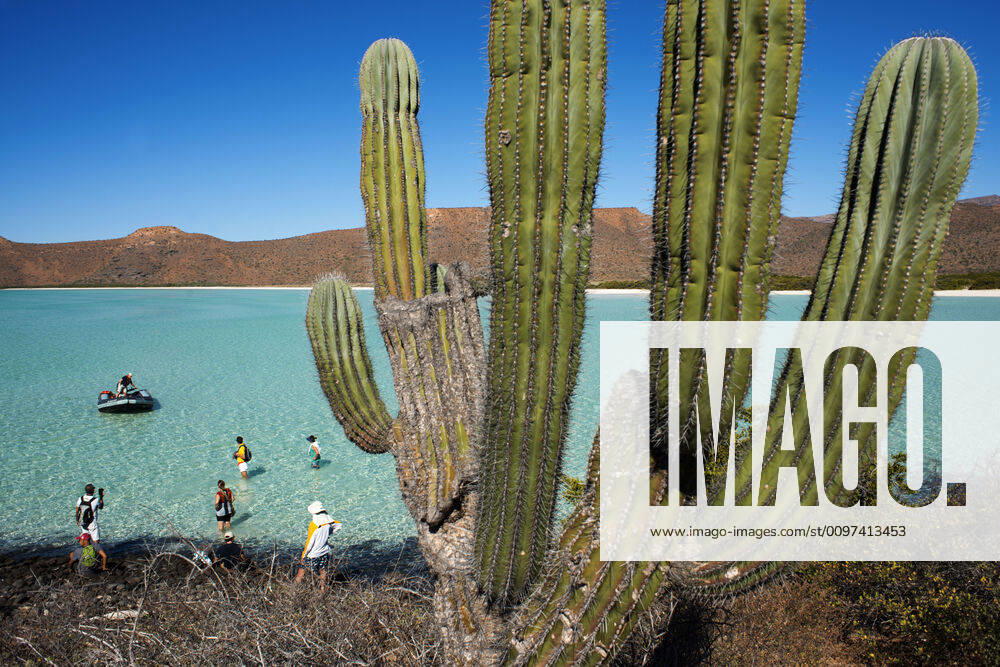 Cardon cactus in the beach of Isla Espiritu Santo island, Sea of Cortez, Baja California, Mexico. Los Cabos Mexico