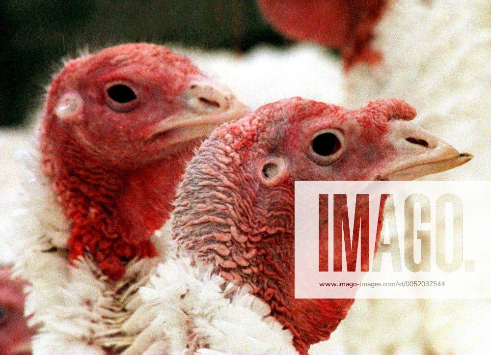 Truthähne auf der HoKa Turkey Farm in Waterman Illinois