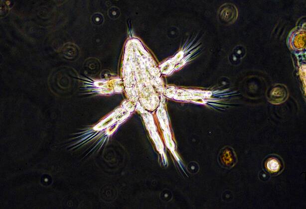 Copopoda Fotos IMAGO