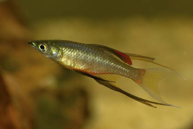 Filigran Regenbogenfisch Fotos IMAGO