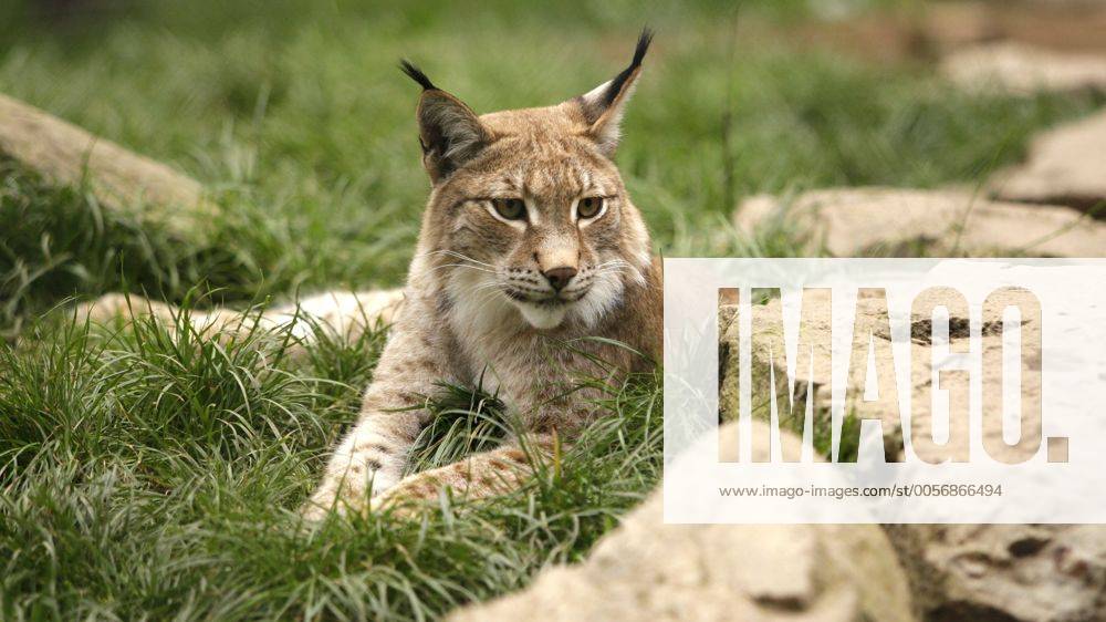 Wildgehege Hellenthal Wildgehege Hellenthal: Luchs, Oktober 04, 2011.