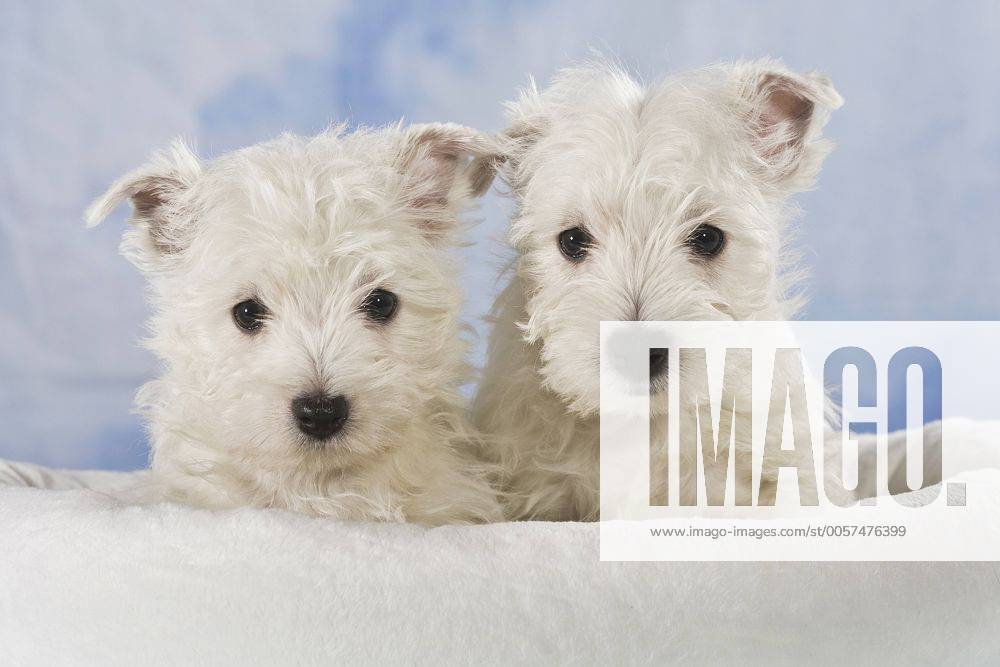 White Terrier Westie Welpen