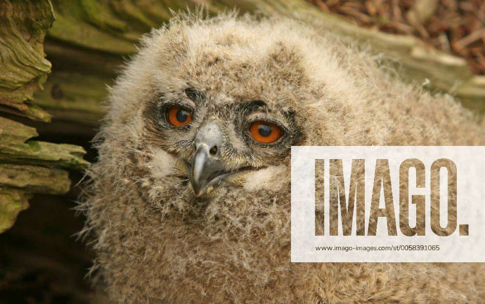 Uhu / Eagle-Owl (Bubo bubo), Zoo Kaiserslautern (Germany), …