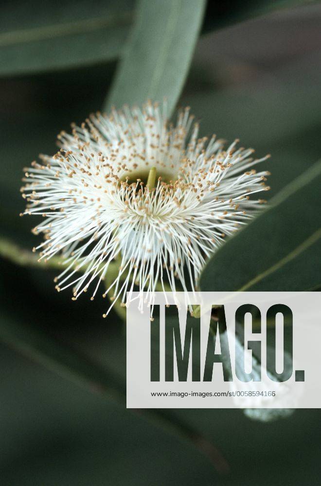 Blauer Eukalyptus, Bluete Tasmanian blue gum, blossom