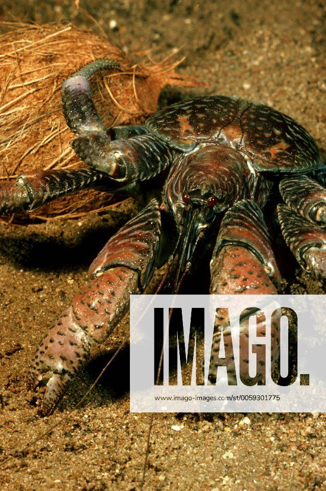 DOPPELGANGER　PALMENDIEB Die Palmendieb (Birgus latro) ist der größte landlebende