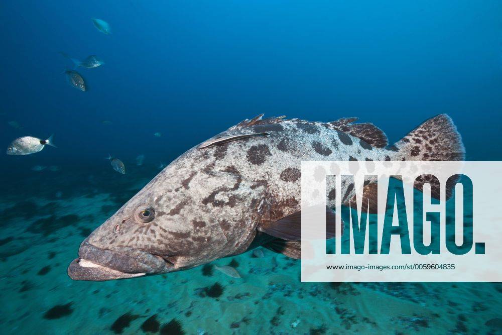 Keksa va etuklarning erotikasi Porno hip-hop modeli