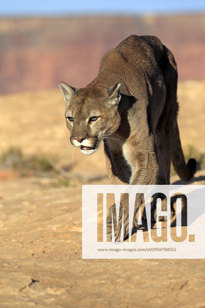 Usa puma cheap