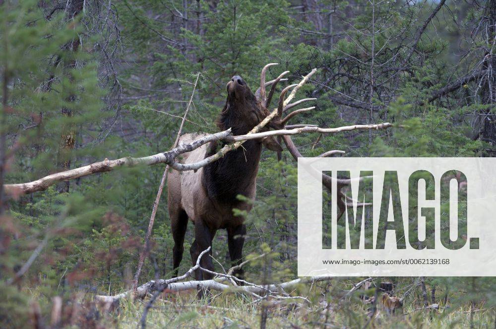 Mature wild bull elk scraping antlers against tree branch, Alberta, Canada