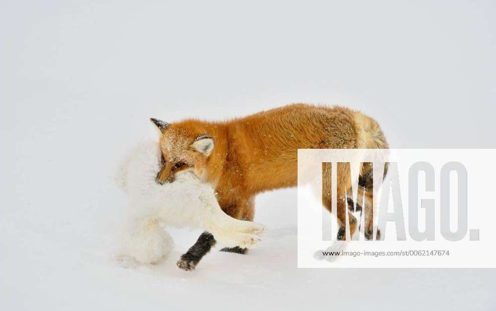 Red Fox Vulpes Vulpes Consuming And Caching An Arctic Fox Alopex