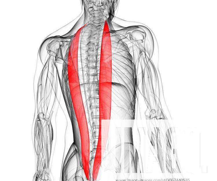 Back muscles. Computer artwork showing the iliocostalis muscles