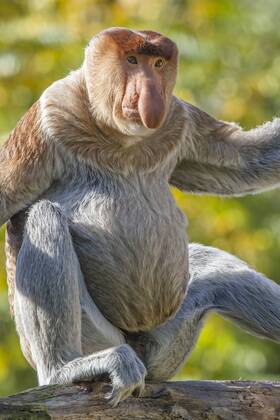 Nasenaffe, Nasen-Affe (Nasalis larvatus), sitzt auf Totholz ..., حجم الصورة 280x420