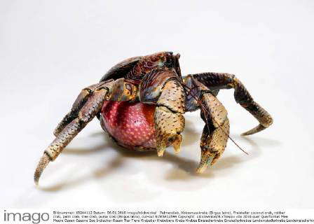 Palmendieb, Kokosnusskrebs, mit Kokosnuss coconut crab, robber