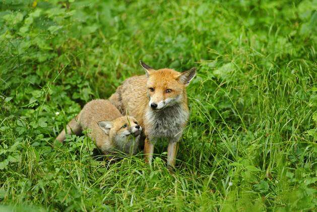 Fuchs Mutter Welpe Fotos | IMAGO