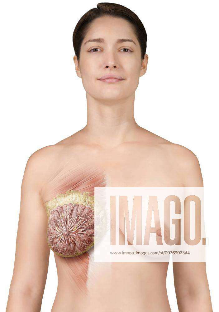 The breasts are two glandular organs rich in adipose tissue that cover the pectoral  muscles, Stock Photo, Picture And Rights Managed Image. Pic.  UIG-1016-04-48234