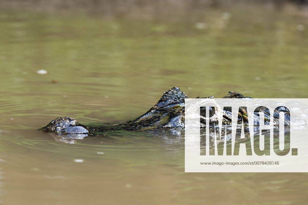 Caiman Rio Yacare caiman, Rio Negrinho, Pantanal, Mato Grosso, Brazil, South
