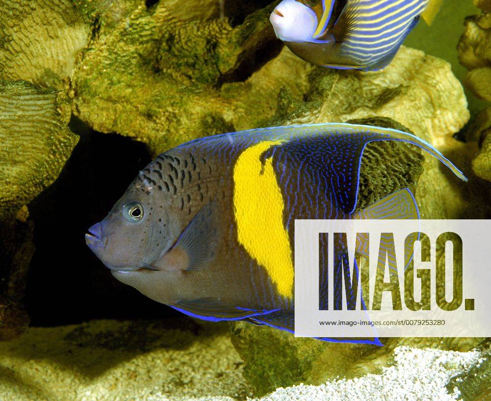 Map Angelfish or Yellowbar Angelfish, pomacanthus