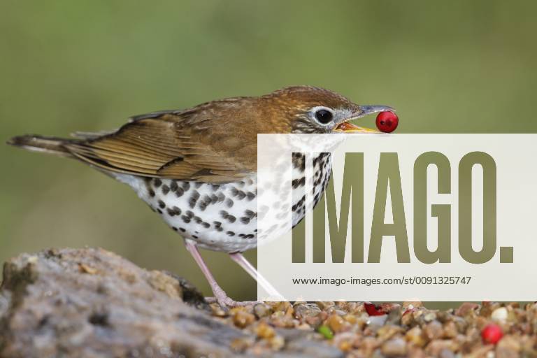 Wood Thrush Hylocichla Mustelina Texas Hylocichla Mustelina United States Y