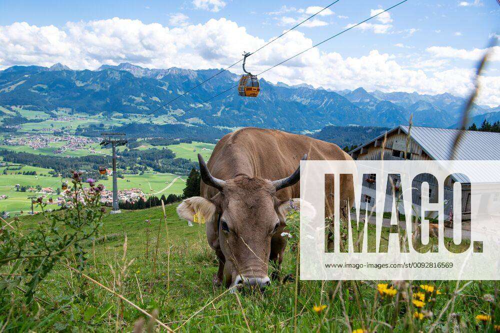 Braunvieh Eine Kuh steht in den Bergwiesen der Allgäuer Alpen, mit