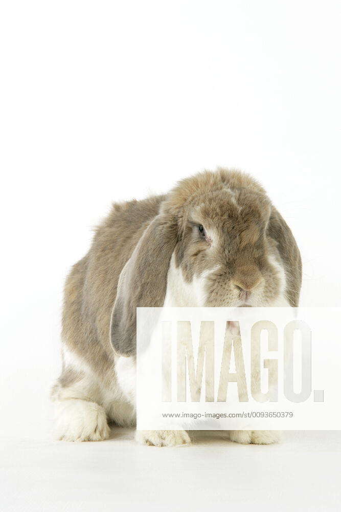 Giant French Lop Giant French Lop Bunnies Ready Now