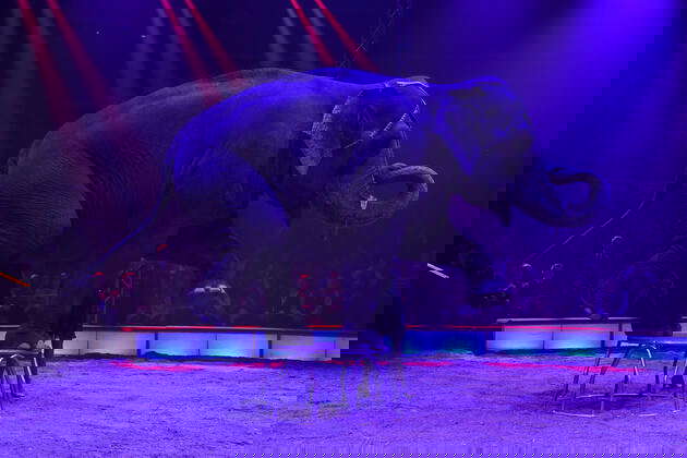 Manege Elefant Fotos IMAGO