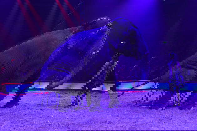 Manege Elefant Fotos IMAGO