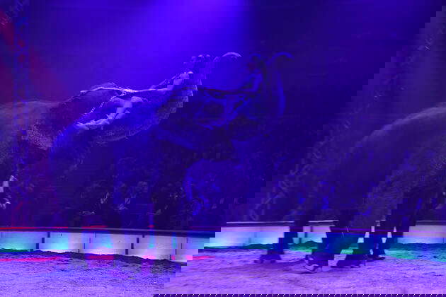 Manege Elefant Fotos IMAGO