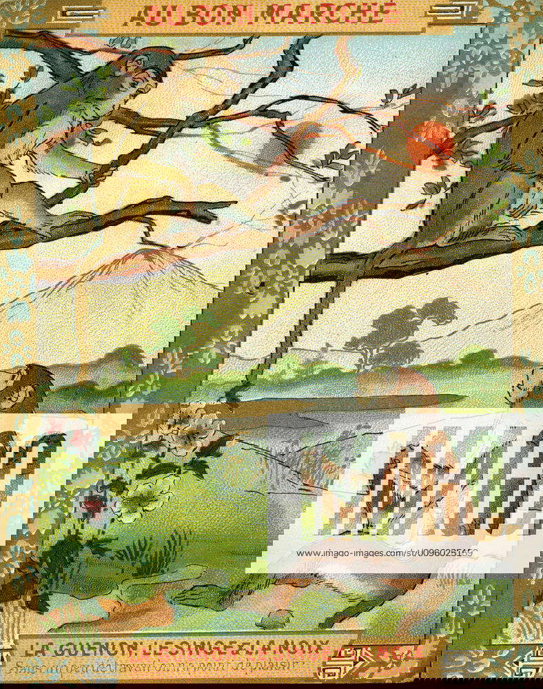 Illustration La Guenon Le Singe Et La Noix FABLE La guenon, le singe et la noix. Sans un peu de travail, on n a point