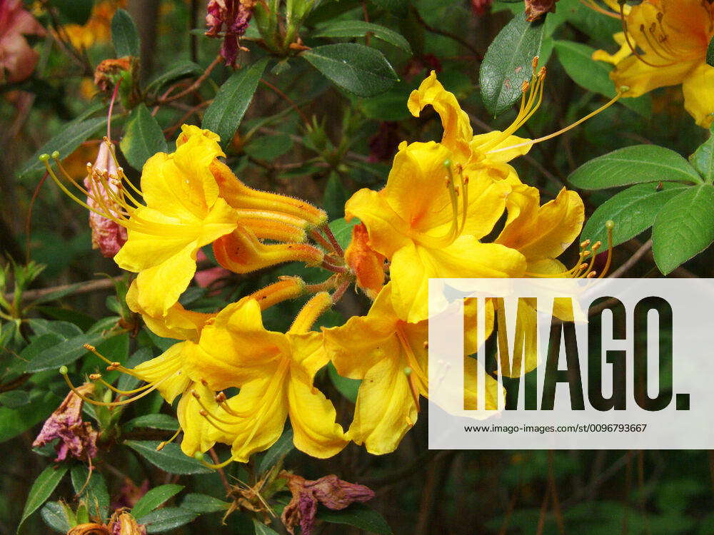 Sunset Azalea a sunset variety of the Knap Hill Hybrid Azalea is a ...