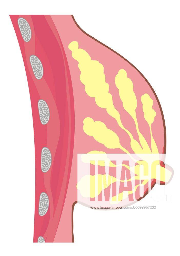 Breast Anatomy. Female Breast Anatomic Cross Section For Basic