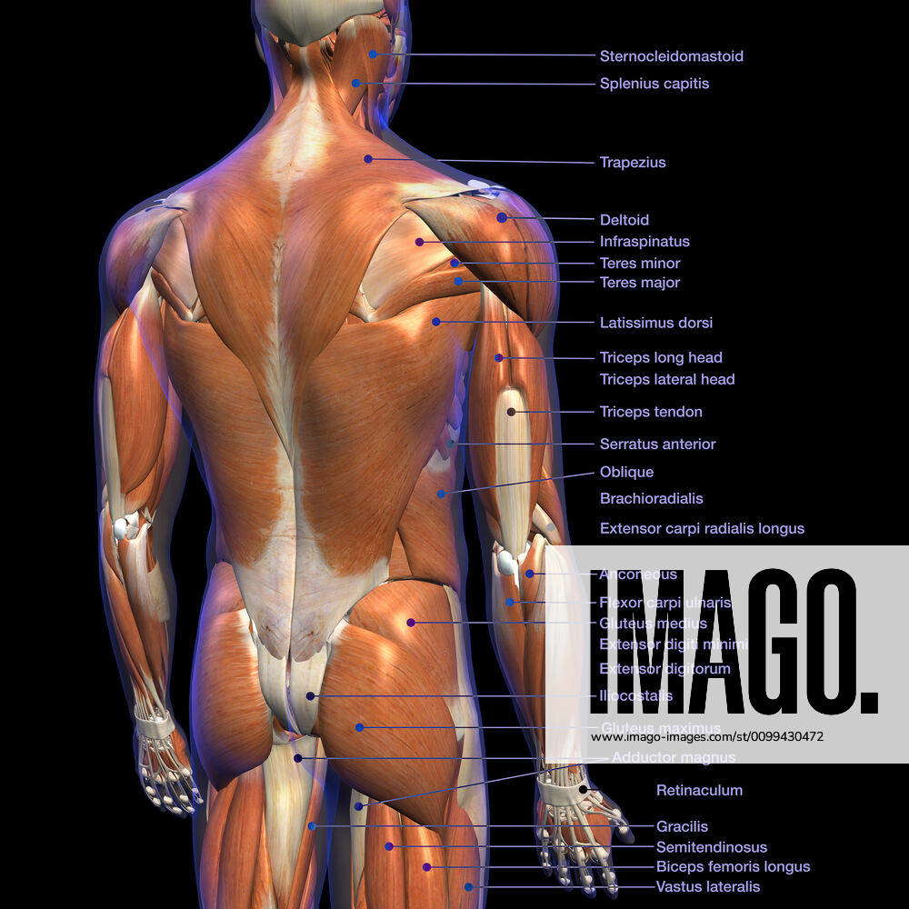Back Muscles Blue Back Muscles Anatomy