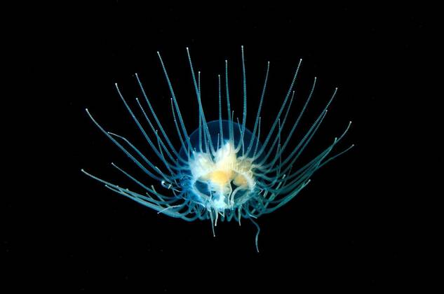 Gonionemus Fotos IMAGO