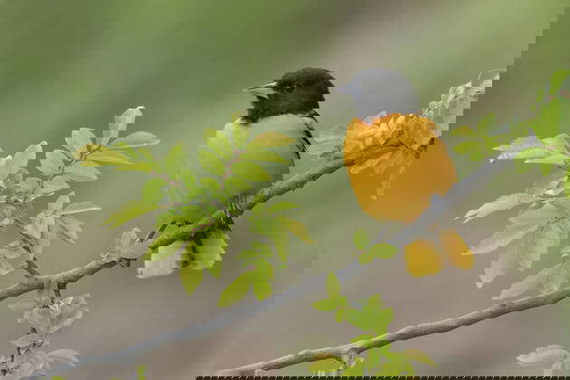 Icterus Galbula Fotos IMAGO