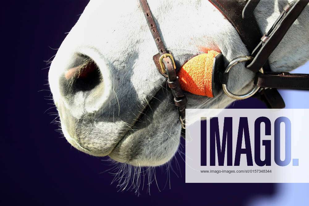 24.02.2022, Doha, QAT - Detailansicht: Schaumstoff am Gebiss eines Pferdes  zum Schutz der Lade