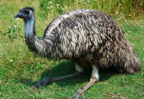 Emu Sitting Fotos | IMAGO