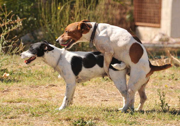 Two purebred jack russel terrier making love in a garden 1048018  