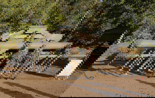 Keiler Panzer Fotos IMAGO