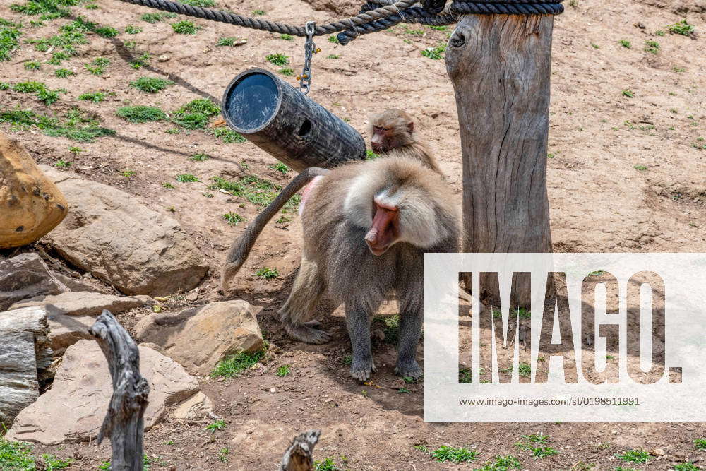 Sacred Baboon (Papio hamadryas) Sacred Baboons (Papio hamadryas) at ...