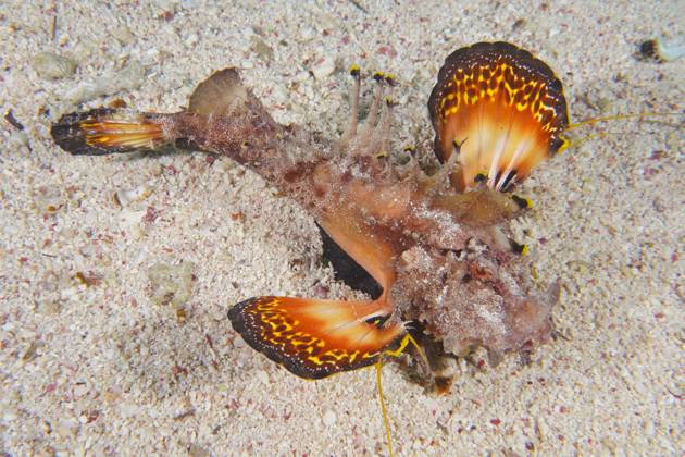 Rotmeer-Walkman Filament-Teufelsfisch (Inimicus filamentosus) mit ..., image size:630x420