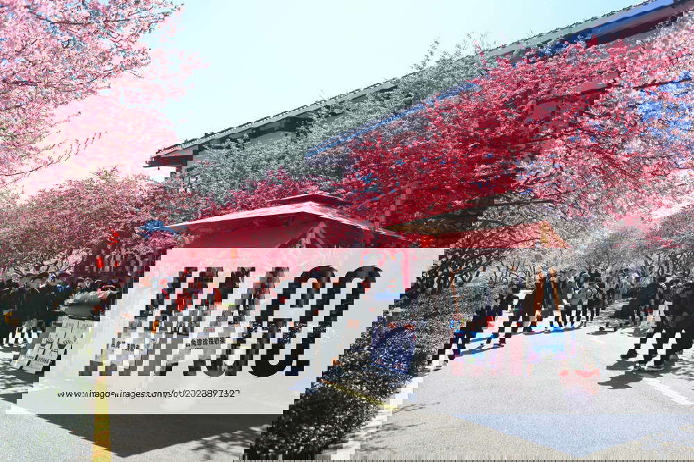 LONGYAN, CHINA FEBRUARY 16 Tourists enjoy cherry trees at a tea