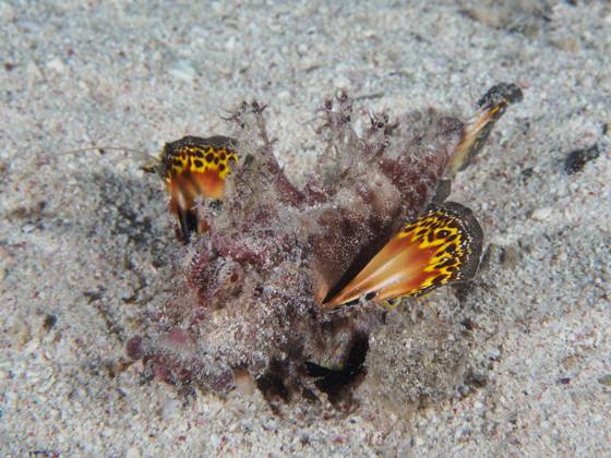 Rotmeer-Walkman Filament-Teufelsfisch (Inimicus filamentosus) mit ..., image size:560x420