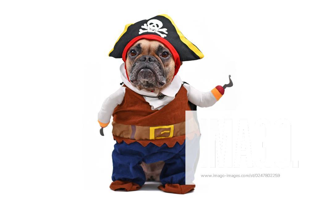 Hunde-Kostüm Für Französische Bulldoggen – Frosch-Design, Kapuzenpullover, Für Halloween & Partys