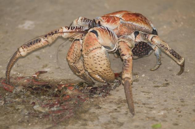 DOPPELGANGER　PALMENDIEB Palmendieb, Kokoskrabbe, Palmendiebe, Kokoskrabben, Andere