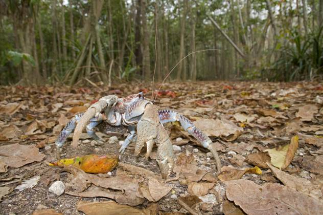 DOPPELGANGER　PALMENDIEB Palmendieb – Wikipedia