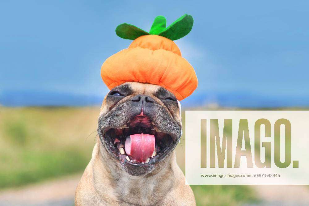 Französisch Bulldogge Hund Verkleidet Mit Lustigen Kaktus