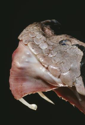 GABOON VIPER mouth GABOON VIPER Bitis gabonica mouth detail, showing ...