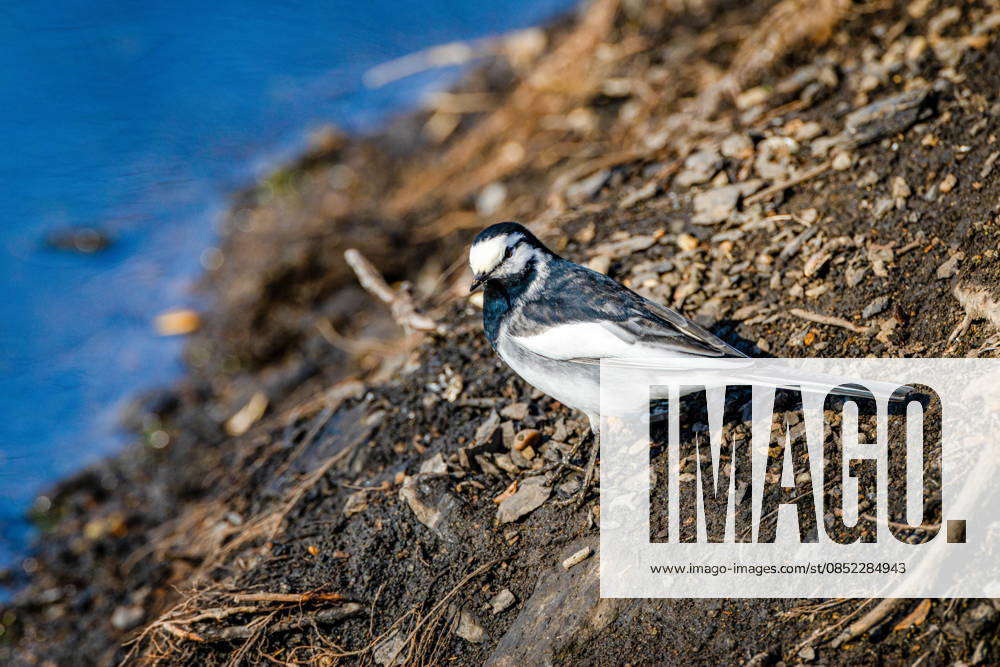 Primorye Rivers RUSSIA, PRIMORYE REGION - : A white wagtail is seen on the Solyonaya ...