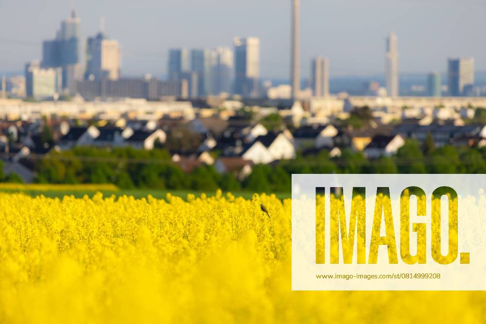 Frankfurt im Frühling (29.04.2025)