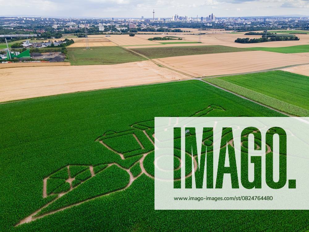 Maislabyrinth (09.07.2025)